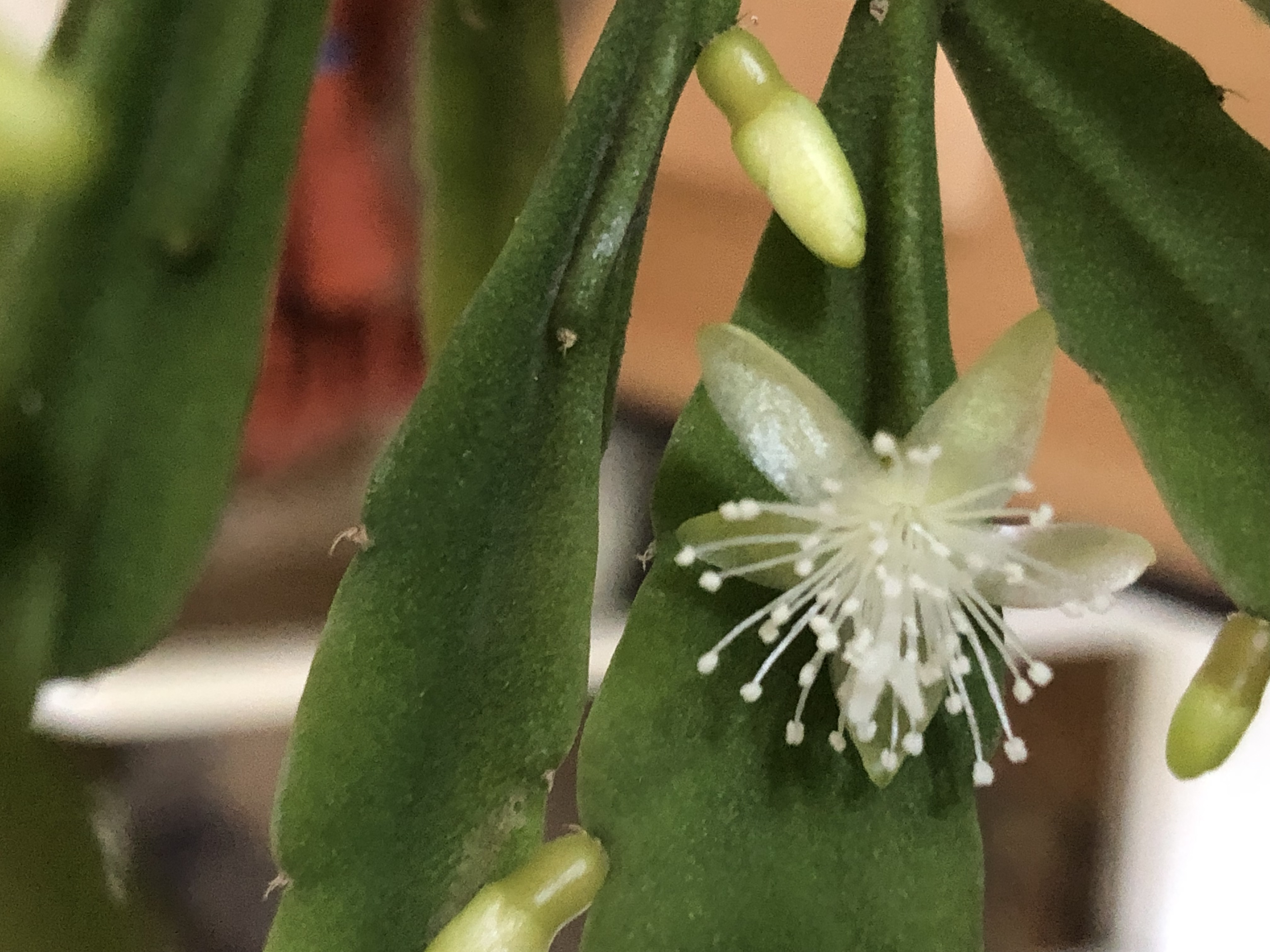 http://www.cloudjungle.com/cloudjungle/Cactaceae/Rhipsalis/Rhipsalis sp 1960 flower.jpeg